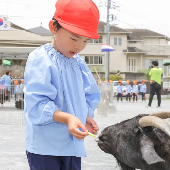 一日動物園でヤギにえさをあげる園児