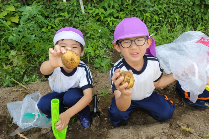 園内の畑でじゃがいもの収穫体験をする園児たち