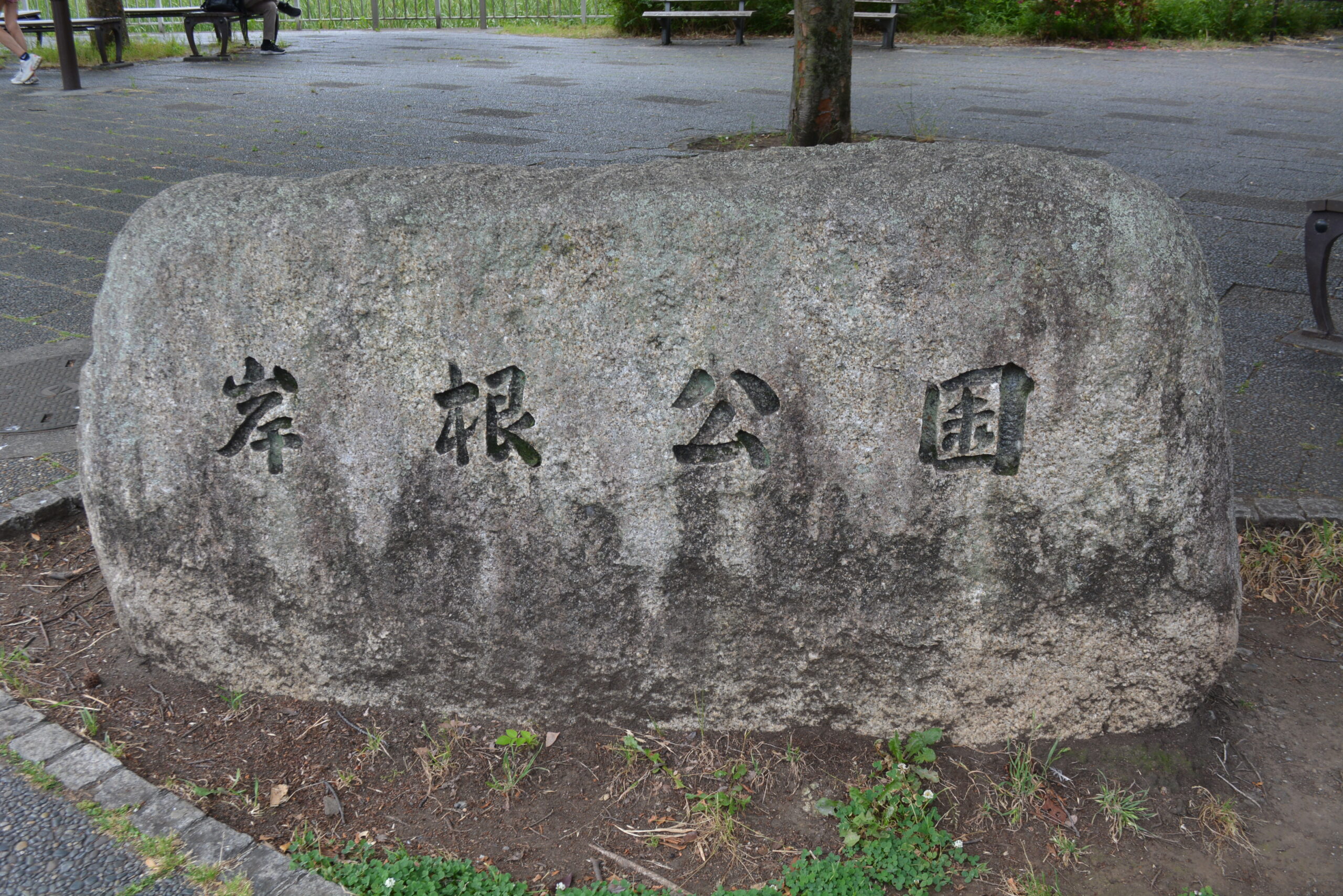 岸根公園お散歩　5/29